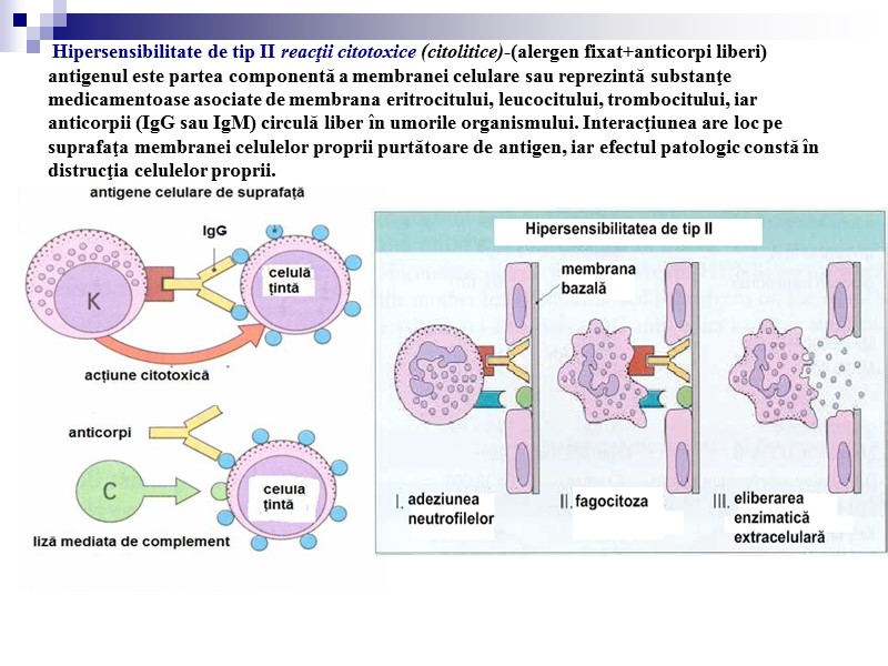 Hipersensibilitate de tip II reacţii citotoxice (citolitice)-(alergen fixat+anticorpi liberi) antigenul este partea componentă a